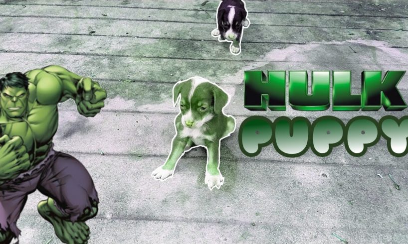 Cute puppies | Hulk Green Dog | Paw | Part 2