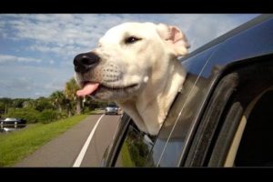 Cute puppies and crazy cats   The Charley Vlogs