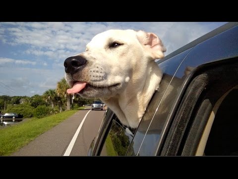 Cute puppies and crazy cats   The Charley Vlogs