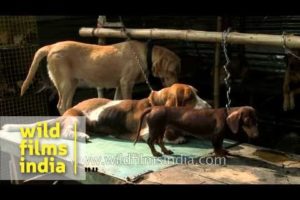 Cute puppies being sold at Sonepur Cattle Fair, Bihar