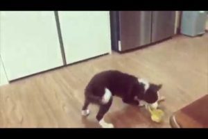 Cute puppies - border collie puppies - funny puppy videos compilation 5 #cute #funny #puppies