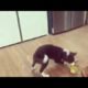 Cute puppies - border collie puppies - funny puppy videos compilation 5 #cute #funny #puppies