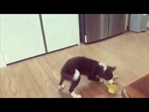 Cute puppies - border collie puppies - funny puppy videos compilation 5 #cute #funny #puppies