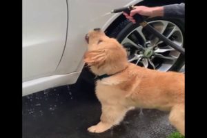 Cute puppies - golden retrievers - funny puppy videos compilation 10