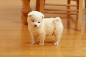 Cute puppies images compilation || best watsapp status video for any one