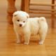 Cute puppies images compilation || best watsapp status video for any one