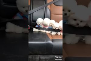 Cute puppies in the car