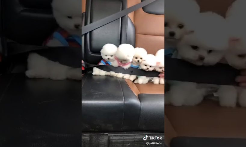 Cute puppies in the car
