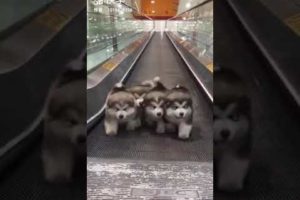 Cute puppies on escalator