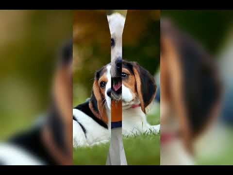 Cute puppies photos