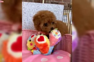 Cute puppies - poodles - funny puppy videos compilation #cute #funny #puppies