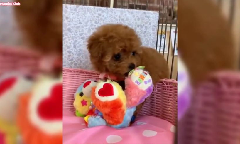 Cute puppies - poodles - funny puppy videos compilation #cute #funny #puppies