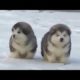 Cutest Alaskan Malamute Puppies 2