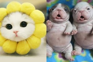 Cutest Animals! Best Cute Kitten and Puppies Tiktok Videos Compilation 2019