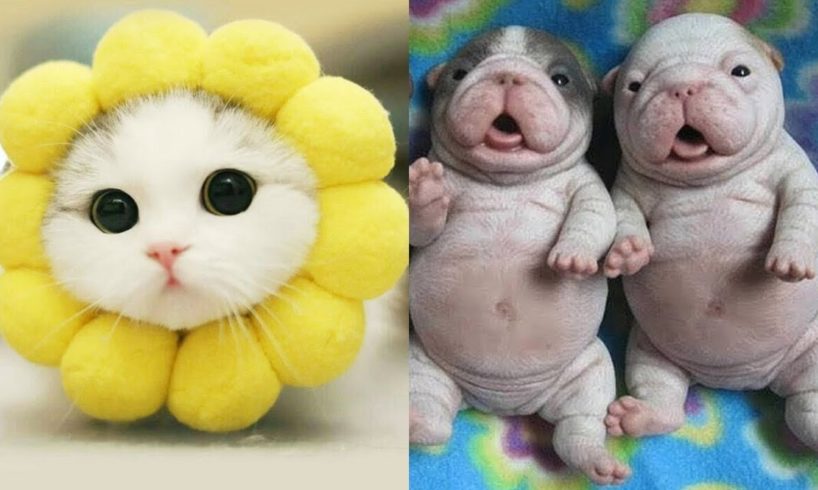 Cutest Animals! Best Cute Kitten and Puppies Tiktok Videos Compilation 2019