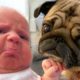 Cutest Babies Playing With Dogs - Baby and Dog Video