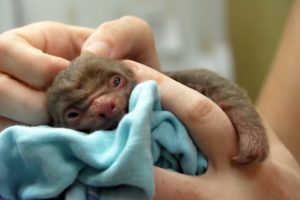 Cutest Baby Animals | BBC Earth