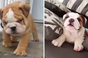 Cutest Bulldog Puppies | Funny and Cute English Bulldog Puppies Compilation (Oct) 2018 #2