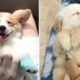 Cutest Dogs! Cute Puppies Doing Funny Things 2019 #2