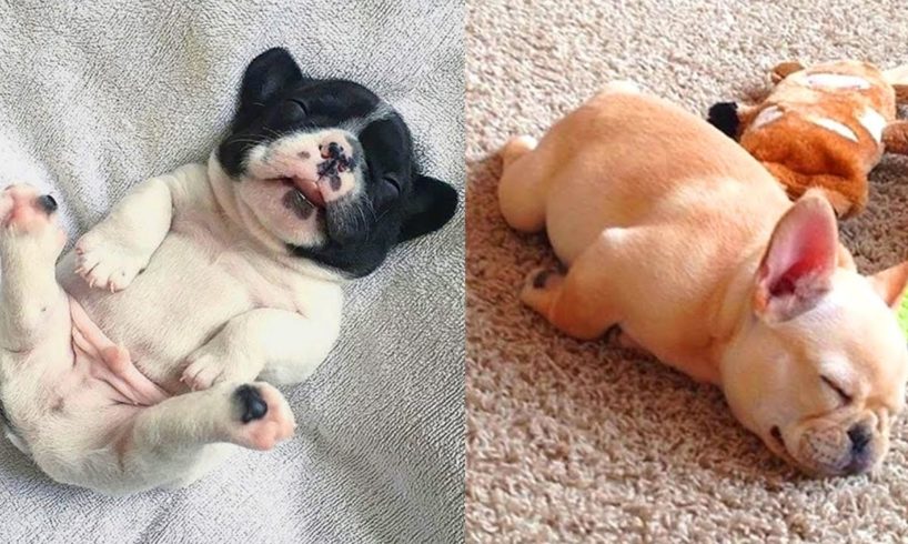 Cutest French Bulldog - Funny and cute French bulldog Compilation # 5| 2019.