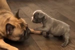 Cutest French Bulldog puppies #49 | Dogs Are Awesome