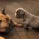 Cutest French Bulldog puppies #49 | Dogs Are Awesome
