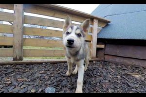 Cutest Husky Puppies in 5.7k 360 vr