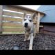 Cutest Husky Puppies in 5.7k 360 vr