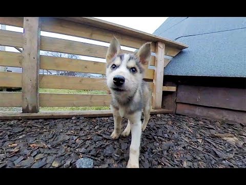 Cutest Husky Puppies in 5.7k 360 vr