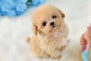 Cutest Micro Poodle Puppies Video Compilation