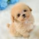 Cutest Micro Poodle Puppies Video Compilation