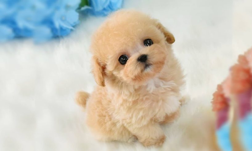 Cutest Micro Poodle Puppies Video Compilation