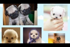 Cutest Puppies Compilation 2019! CUTE PUPPIES! cute animals compilation!