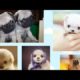 Cutest Puppies Compilation 2019! CUTE PUPPIES! cute animals compilation!