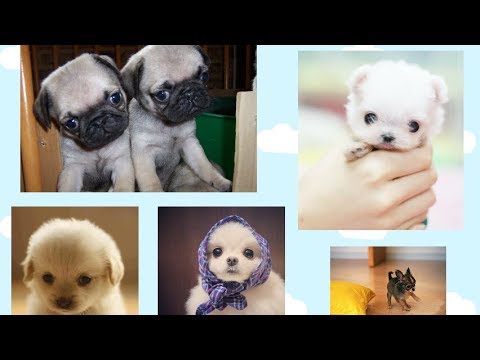 Cutest Puppies Compilation 2019! CUTE PUPPIES! cute animals compilation!