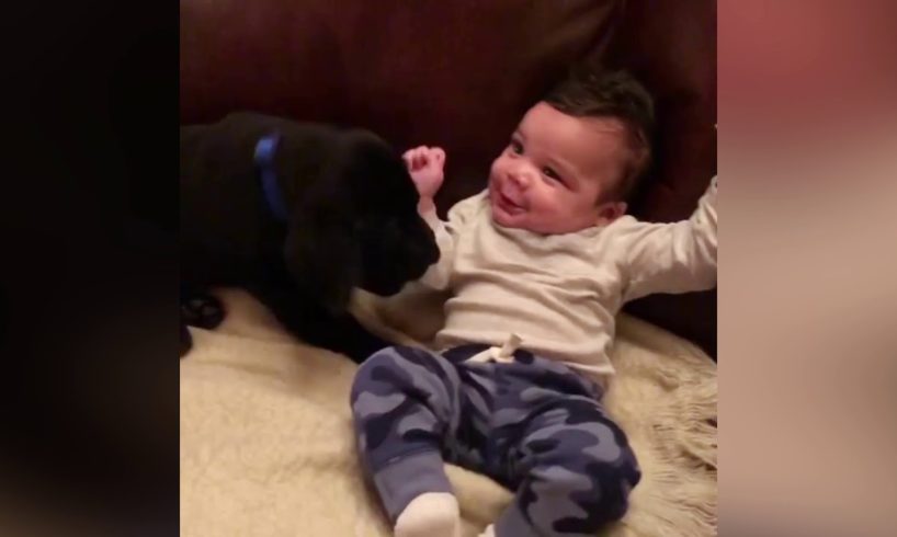 Cutest Puppies Dogs Love and Playing With Baby   Funny Baby Videos test