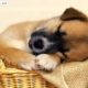 Cutest Puppies Ever in the World - Cute Puppy Dogs Photos Collection