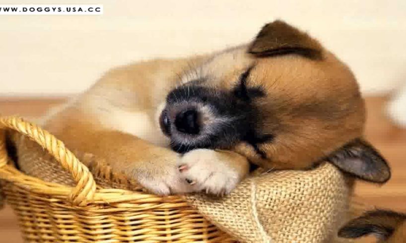 Cutest Puppies Ever in the World - Cute Puppy Dogs Photos Collection
