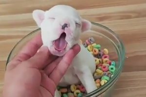 Cutest Puppies Playing Around 2017  Funny Pet Videos