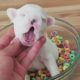 Cutest Puppies Playing Around 2017  Funny Pet Videos