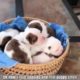 Cutest Puppies Video Ever 2018