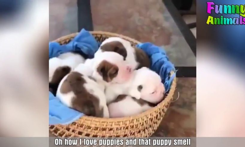 Cutest Puppies Video Ever 2018