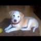 Cutest Puppy Ever | Labrador Puppy Playing With Ball | Adorable Puppy 'ECHO'