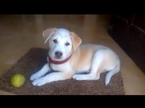 Cutest Puppy Ever | Labrador Puppy Playing With Ball | Adorable Puppy 'ECHO'