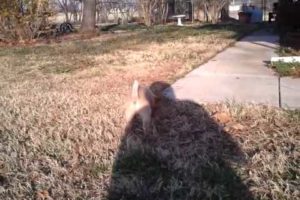 Cutest Puppy Ever Learning Fetch