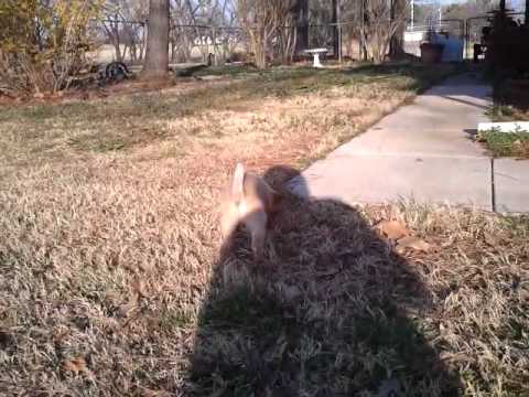 Cutest Puppy Ever Learning Fetch