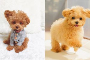 Cutest Toy Poodle Puppies Video Compilation