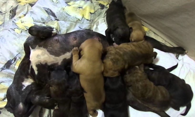 Cutest puppies in the world - Sydney Staffies , Feeding Time .