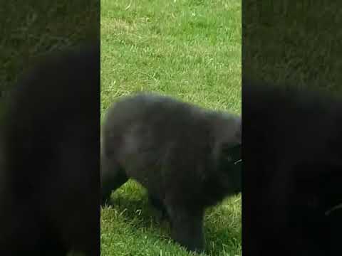 Cutest puppy clumsy baby bear