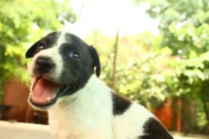 Cutest puppy rescued with injured mom at Animal Aid, India